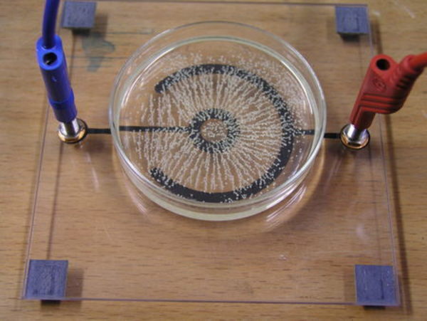 Foto von Gries in Öl in einer radialen Konfiguration des elektrischen Feldes. Foto von Gries in Öl in einer radialen Konfiguration des elektrischen Feldes.