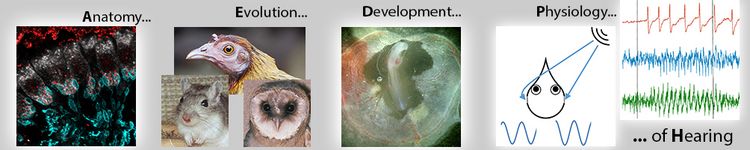 Cochlea- und Hirnstammphysiologie
