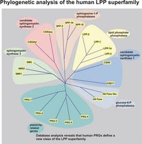 Plasticity Related Genes