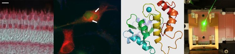 Biochemie