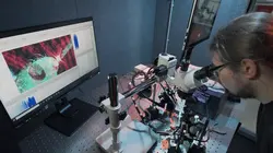 A man peers through a microscope and examines a fruit fly, which is displayed on a screen behind him
