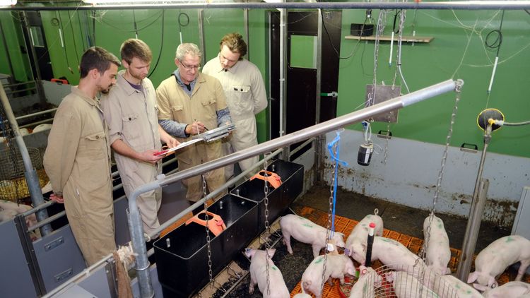 Die vier Forscher haben spezielle Arbeitsanzüge an, stehen vor einer Bucht mit Ferkeln und schauen gemeinsam auf ein Klemmbrett.
