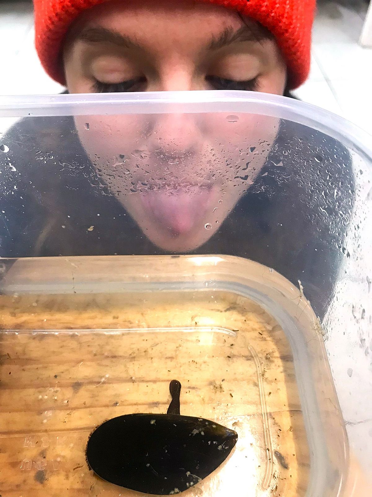 Mytilus edulis — Maike Therese Haan — Gar nicht mies sondern enorm wichtig für unser Wattenmeer! 