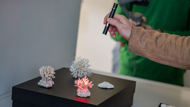 Auf einem kleinen Tisch stehen vier kleine Korallenskelette. Von der Seite ist ein Arm zu sehen, der eine Art Taschenlampe hält. Damit wird eine Koralle rot angestrahlt. 