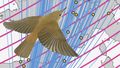  Image of reed warbler over a map of Europe, yellow dots mark the points where rings were found. Blue and pink lines symbolise the magnetic coordinates.