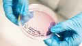 Close-up of hands and petri dish.