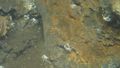 About eight crabs can be seen, crawling around on the wall of a vent. 