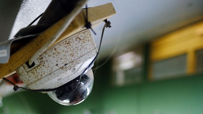 Nahaufnahme von Überwachungskamera an der Decke des Schweinestalls.