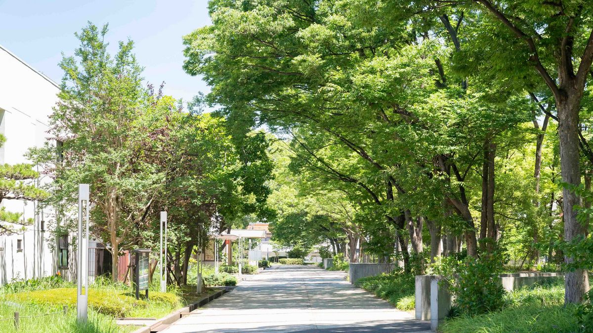 Das Bild zeigt eine von Bäumen gesäumte Allee auf dem Campus der Osaka Metropolitan University. Hohe, grüne Bäume bilden ein dichtes Blätterdach über dem Weg und werfen Schatten auf den asphaltierten Pfad. Am Ende des Weges ist ein Gebäude oder ein weiterer Teil des Campus zu erkennen, der durch die Bäume hindurch sichtbar ist.