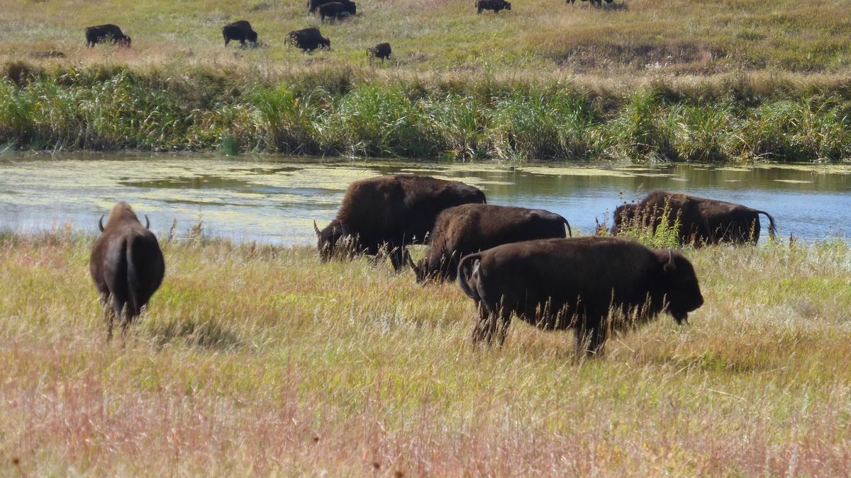 Custer State Park