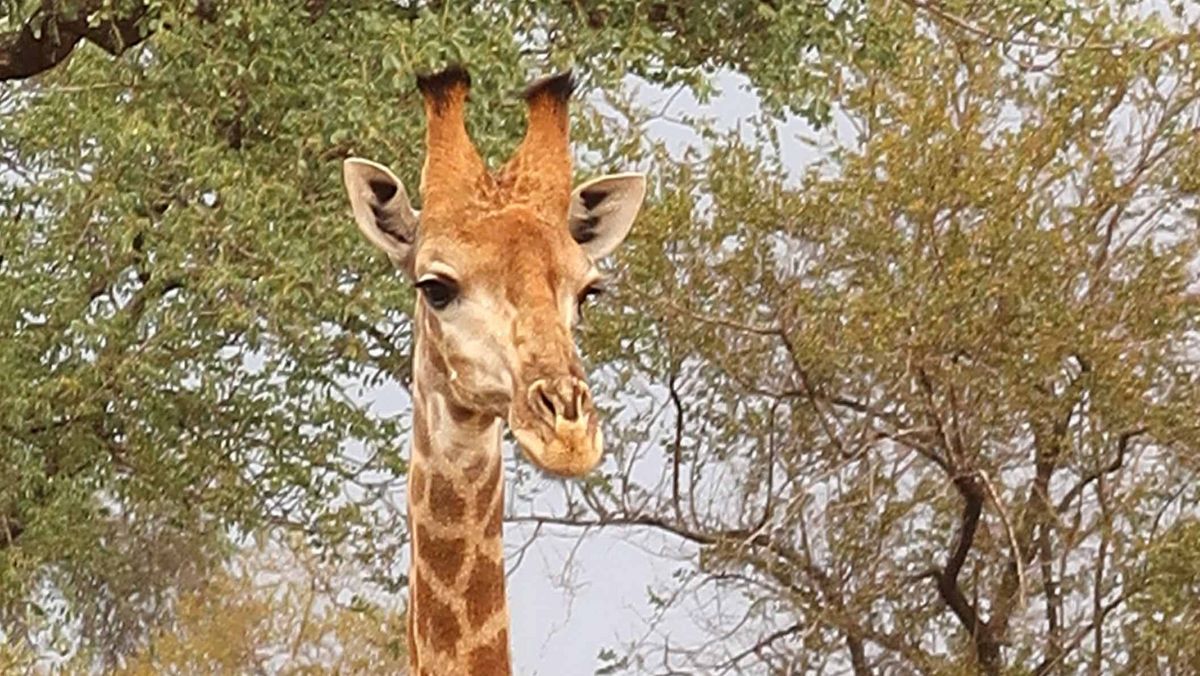 Das Bild zeigt ein Porträt einer Giraffe, die direkt in die Kamera blickt. Die Giraffe hat ein hellbraunes Fell mit dunkleren Flecken und einen langen Hals, der sich vor einem Hintergrund aus grünen Bäumen und Ästen erhebt.