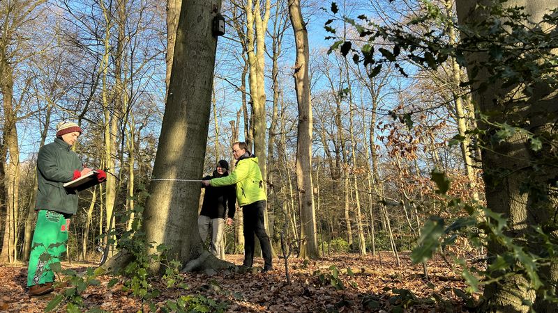 Drei Männer stehen um einen Baumstamm herum, einer hat ein Klemmbrett in der Hand, ein anderer legt ein Maßband um den Baumstamm.