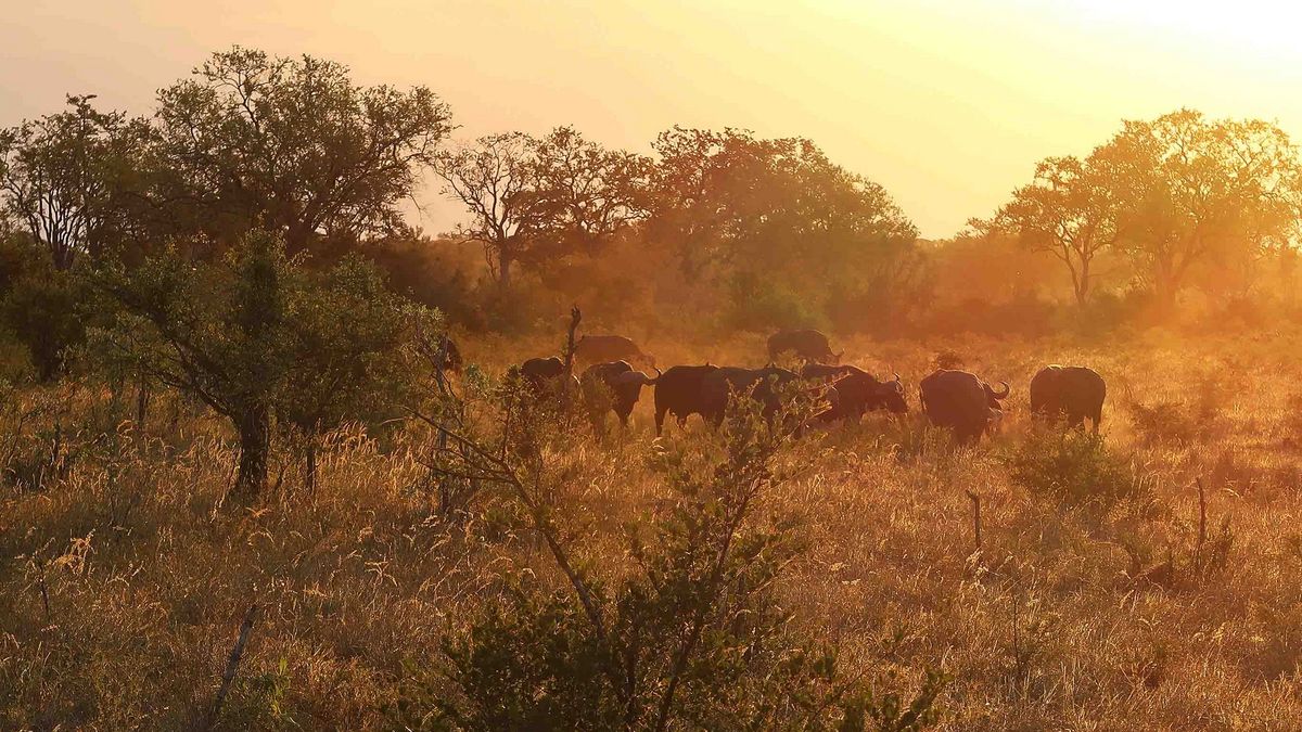 Das Bild zeigt eine Herde afrikanischer Büffel, die durch eine trockene, grasbewachsene Landschaft zieht. Die Szene ist in warme, goldene Farbtöne getaucht, vermutlich bei Sonnenaufgang oder Sonnenuntergang. Bäume und Büsche säumen den Horizont, und ein leichter Dunst liegt über dem Grasland.