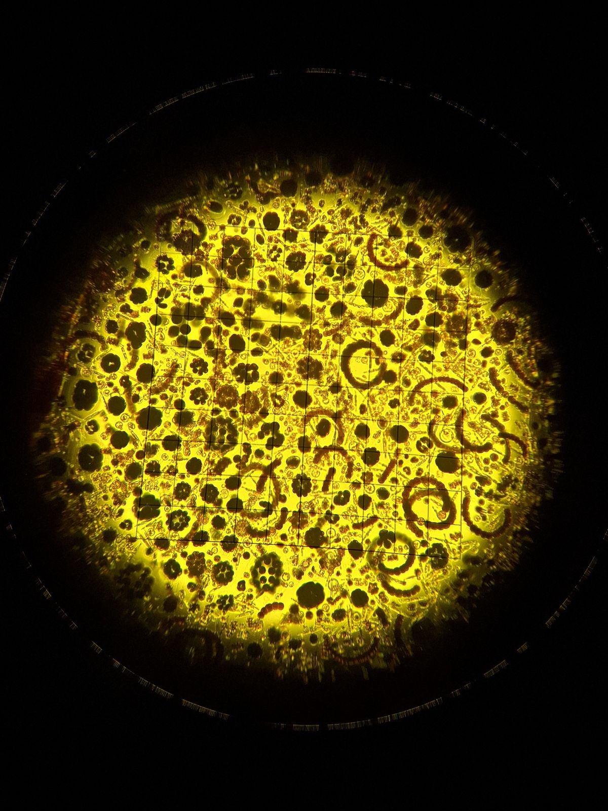Wimmelbild — Eva Blumentritt — Für das Umweltwissenschaftliche Orientierungsprojekt Plankton haben wir limnische und marine Gewässerproben genommen und das Wachstum von Planktongemeinschaften unter verschiedenen Nährstoffzugaben untersucht. Dafür haben wir die verschiedenen Arten unter dem Mikroskop bestimmt und gezählt. Wenn die Proben dann so aussehen, kann man dabei auch schnell mal den Überblick verlieren. 