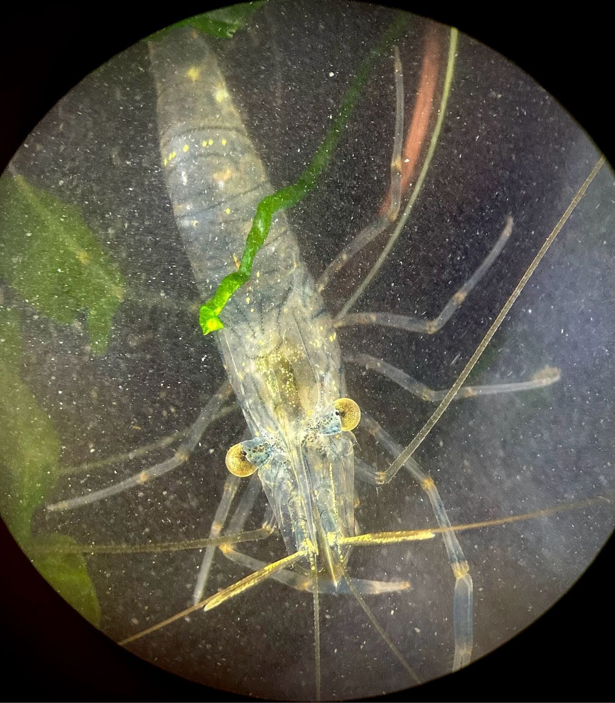 Diese Garnele wurde im Rahmen des Moduls Marine Biodiversität im Senckenberg am Meer aus der Nordsee beprobt. Unter verschiedenen Umweltbedingungen wurde ihr Verhalten unter einem Binokular beobachtet. 
