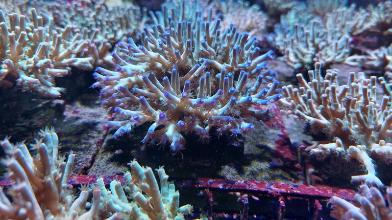 Das Bild zeigt eine Steinkoralle vom Typ Acropora tenius. Sie ist hellblau gefärbt, die Enden ihrer Polypen dunkelblau bis violett.