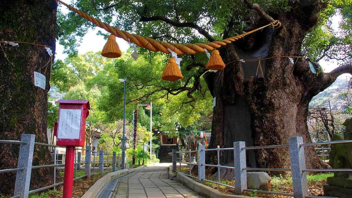Tohoku Park Ein großer Baum im Tohoku Park, geschmückt mit Seilen und Shide (rituellen Papierstreifen).