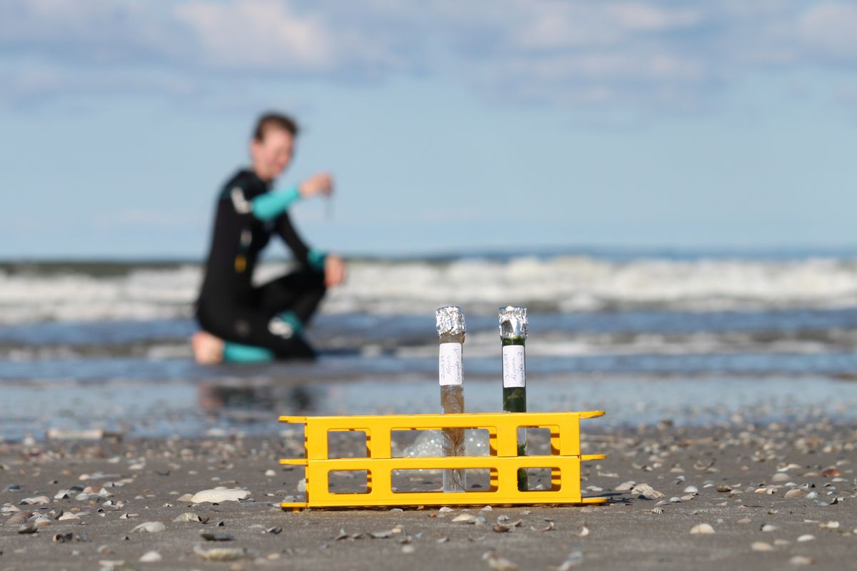 Meer als Laborarbeit: Wenn der Strand zur Uni wird — Anna Meike Freis — Der Neoprenanzug ist wie eine zweite Haut, wenn ich tauche, schnorchelnd Proben nehme oder wie hier auf Juist aus Eigeninteresse Algen sammle, um sie anschließend zu Hause unter dem Mikroskop zu bestimmen und zu zeichnen. Studentisches Forschen in den Marinen Umweltwissenschaften bedeutet für mich nicht nur einen weißen Laborkittel während des Semesters zu tragen, sondern vielmehr meiner Neugierde durch eigene kleine Feldarbeiten auch außerhalb der Vorlesungen noch mehr Raum zu geben. Und natürlich noch mehr Meer! 