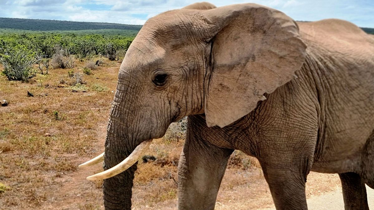 Elefant