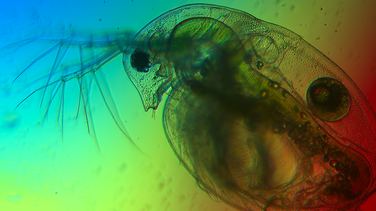 Ein Wasserfloh vor Regenbogenfarbenem Hintergrund.