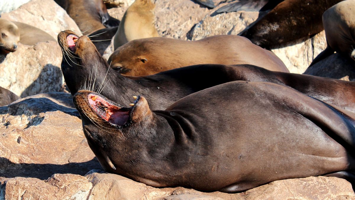 Otter