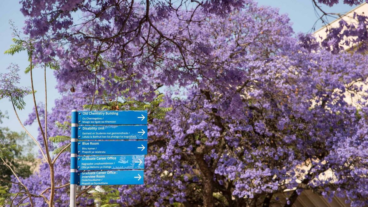 Auf dem Hatfield Campus der University of Pretoria blühen Jacaranda-Bäume in voller Pracht. Die lilafarbenen Blüten bedecken die Baumkronen und bilden einen Kontrast zum blauen Himmel. Im Vordergrund befindet sich ein Wegweiser mit Hinweisen zu verschiedenen Einrichtungen der Universität, darunter das Old Chemistry Building und die Disability Unit.