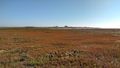 Mud flat of the Wadden Sea with glasswort