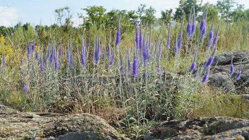 Kerzenförmige Blumen wachsen zwischen Steinen