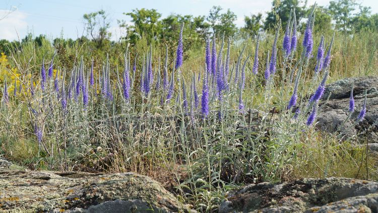 Kerzenförmige Blumen wachsen zwischen Steinen