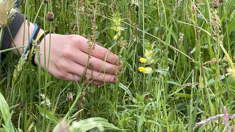 Nahaufnahme einer Hand, links in Bild. Die Hand umfasst den Stängel eines Großen Klappertopfs (Bildmitte) der sich zwischen Wiesngräsern und anderen Kräutern befindet. Im Vorgergrund ist ein weiteres Klappertopf-Exemplar zu sehen.