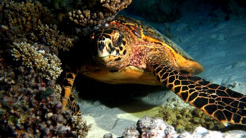 OLYMPUS DIGITAL CAMERA Eine Meeresschildkröte schwimmt unter Wasser halb verdeckt hinter einigen Korallen kurz über dem sandigen Meeresboden.