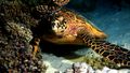 A sea turtle swims underwater, half hidden behind some corals just above the sandy seabed.