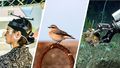 The picture is divided into three parts and shows a woman in an audio laboratory, a wheatear on Heligoland and the gripper arm of an underwater robot on the seabed.