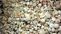 The picture shows microfossils (foraminifera) which look like colourful stones.