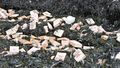 The picture shows a large accumulation of black algae that has been washed ashore. Numerous wooden tablets and plastic waste are scattered among the algae.