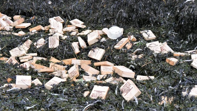 The picture shows a large accumulation of black algae that has been washed ashore. Numerous wooden tablets and plastic waste are scattered among the algae.