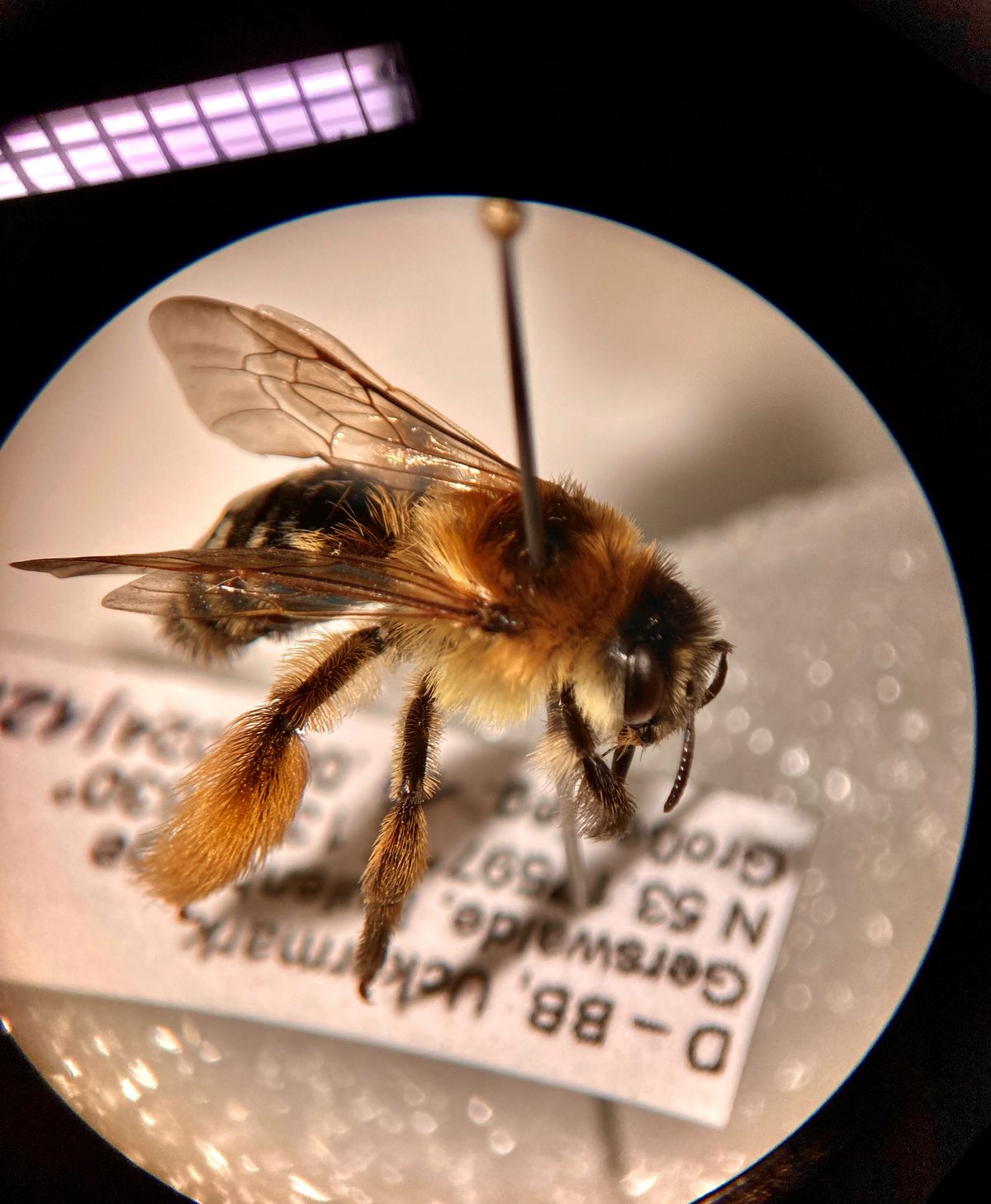 Die Schlaghosenträgerin unter den Wildbienen: Dasypoda hirtipes — Marie Großer — Mithilfe ihrer enormen Hinterbein-Behaarung sammeln Weibchen der Gattung Dasypoda Pollen für ihre Nachkommen. Dieser 'Blick durch das Binokular' entstand im Rahmen eines eigens geplanten Forschungsprojektes in Kooperation mit dem Biosphärenreservat Schorfheide-Chorin in Brandenburg. (Masterarbeit)