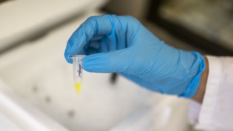 Eine Hand in Laborhandschuhen hält ein kleines Röhrchen