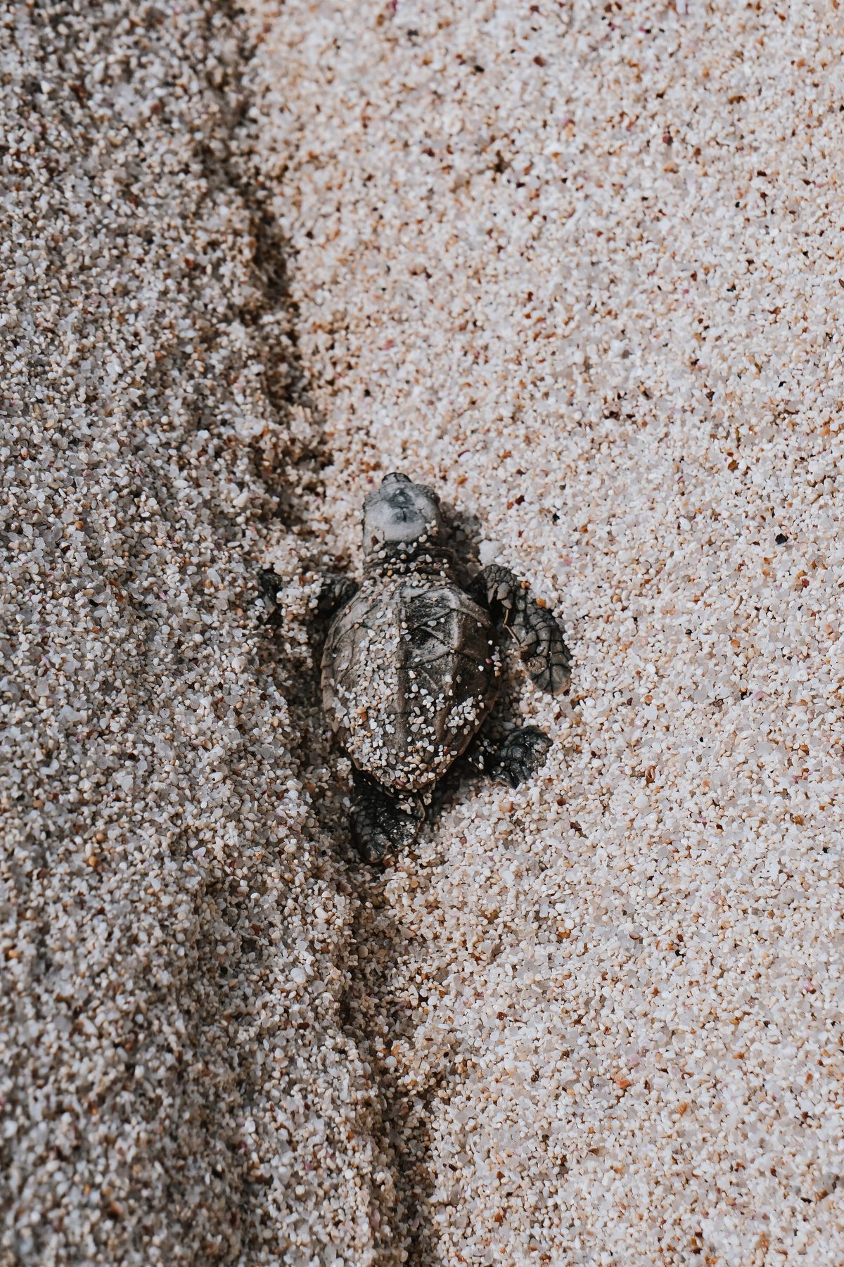Turtle Hatchling Beginning Its Journey of Life —  Leah-Celine Brade — As part of a turtle monitoring project in the Seychelles, this photo captures the critical early moments in the life of a hawksbill sea turtle (Eretmochelys imbricata). With only 1 in 1.000 hatchlings reaching adulthood, this low survival rate highlights the importance of conservation efforts and research dedicated to protecting these endangered species. The project involved comprehensive data collection on the nest vegetation, egg clutch survival, and nesting behavior, providing valuable insights for future conservation strategies. 