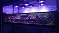 Small aquarium with corals