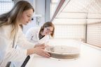 Zwei Wissenschaftlerinnen im Kittel beugen sich über eine Schale voller Wüstenameisen und beobachten diese.