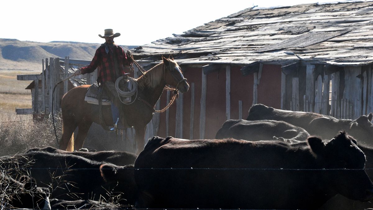 Cowboy