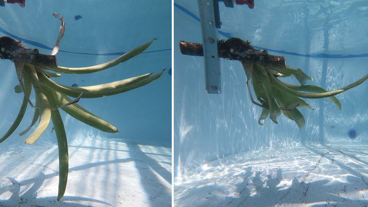 This underwater picture shows how the bromeliad changes its shape in the water stream. 