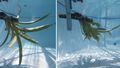 This underwater picture shows how the bromeliad changes its shape in the water stream. 