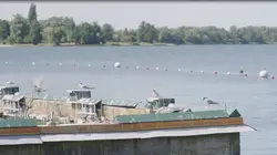 Flussseeschwalben rasten auf einem Schiff.