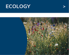 To the ecology