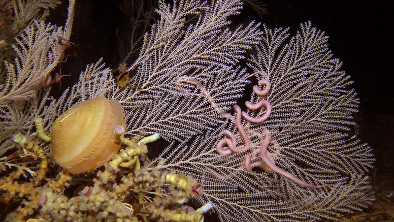 Eine weiß-gräulich gefärbte Tiefseekoralle Callogorgia delta. Im Vordergrund sind Röhrenwürmer der Art Lamellibrachia luymesi sowie eine Muschel der Art Acesta oophaga sowie weitere Tiere zu erkennen. Die Röhrenwürmer sind rosa gefärbt, die Muschel orange. Das Bild wurde unter Wasser aufgenommen.