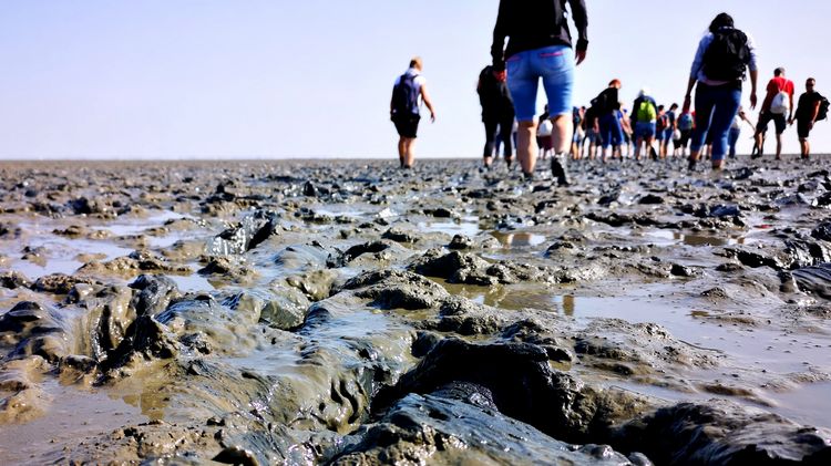 Wattenmeer Das Watt.