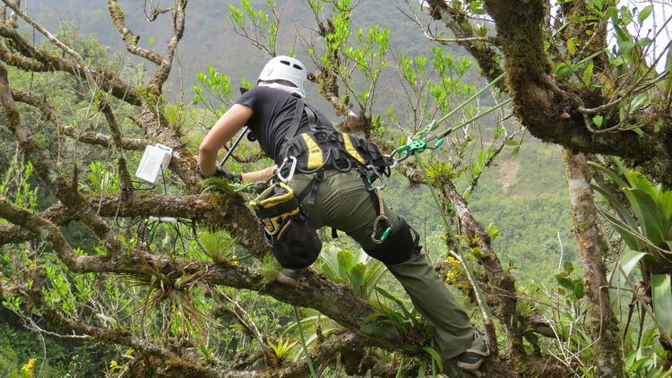 A roped up researcher with a helmet picks a plant from a branch.