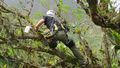 A roped up researcher with a helmet picks a plant from a branch.
